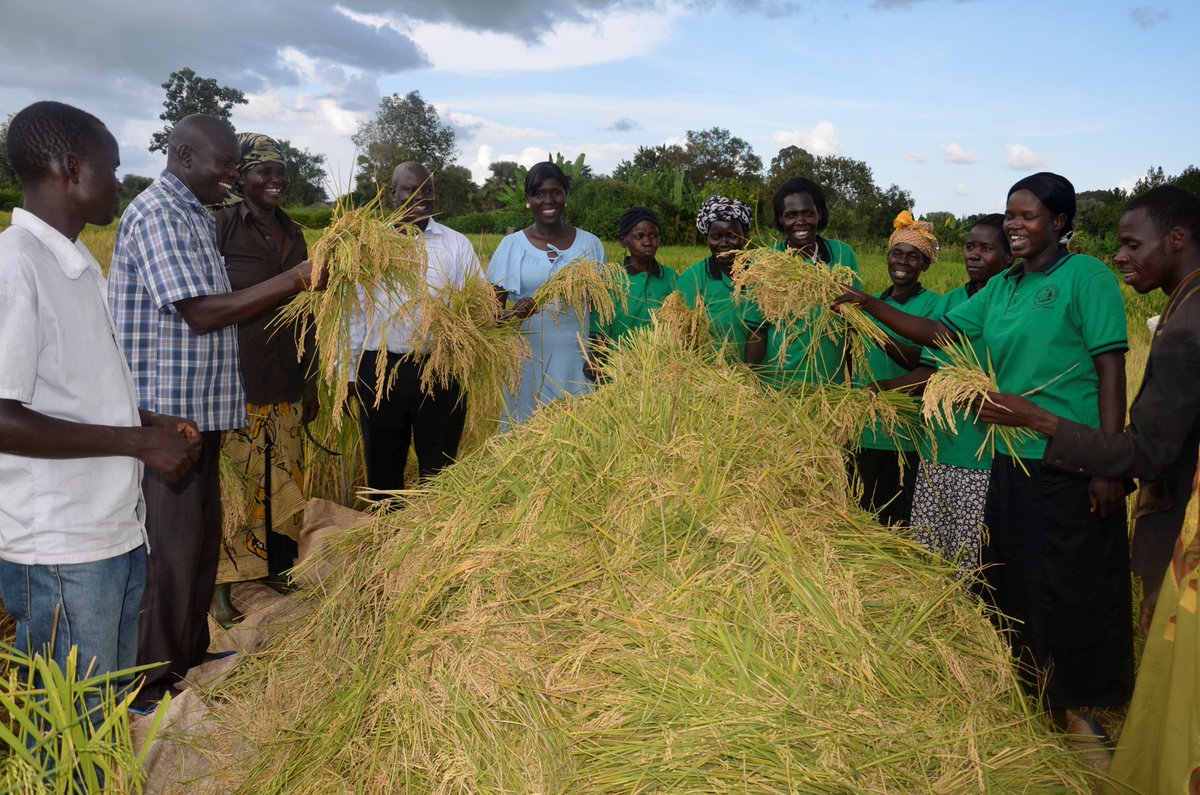 LSB farmers embracing QDS production. Approx. 60tons of Rice seed, Namche Varieties produced by Latyeng LSB in Gulu District in 2017 <a href="/issd_uganda/">ISSD Uganda</a> , <a href="/cnoahug/">Andrew Noah Chebet</a>
