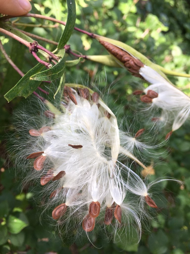 DrGiuliana's tweet photo. So pleased to have @EcologistBrenda @CathyKavassalis &amp; @seanjamesdesign leading our “How to Plant a #PollinatorPatch” workshop in #Oakville 🦋 🌱 Starts this Saturday - still some space left! https://t.co/pATl6y9zJs https://t.co/jyxxcQHbVV