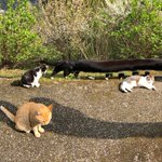 いやギャグ漫画かよwパノラマ写真とったら猫が1匹だけ胴長になったw