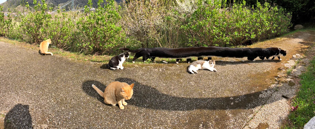 いやギャグ漫画かよwパノラマ写真とったら猫が1匹だけ胴長になったw