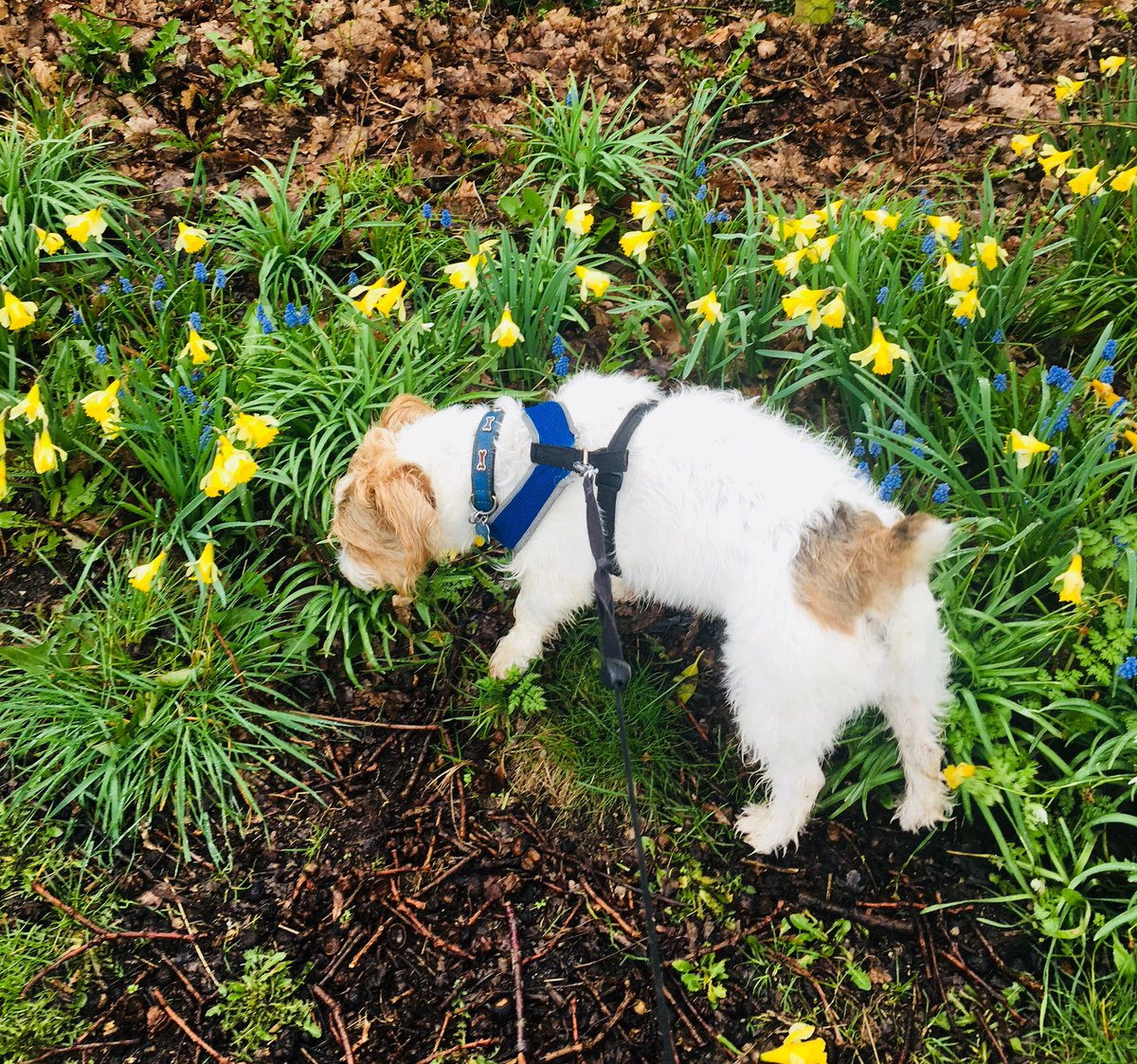 jo_lloyd's tweet photo. It’s beginning to smell like #Spring #springflowers #dogwalks #basildog #JackRusselTerrier #cheshirewalks 🌼🐶 https://t.co/U3BlfSDvkE