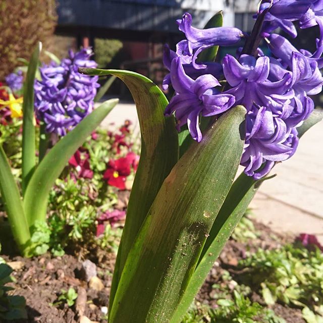 HelsFlynn's tweet photo. Can't fault Springtime in Shropshire https://t.co/Nf1KfqeHPj https://t.co/rYcsQNUYVS