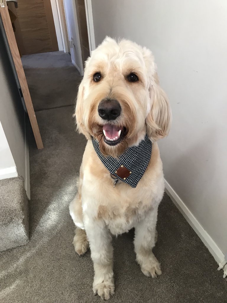 SearchableKate's tweet photo. Blue looking super cute in his new neckerchief @theddco 🐶💙 https://t.co/Pit1T1rltc