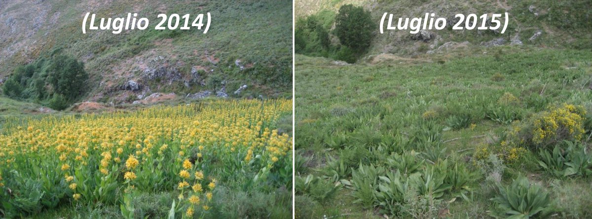 CaOrto's tweet photo. Gli effetti del riscaldamento globale sulla flora montana sono oramai sempre più evidenti. In questo articolo correliamo le variazioni climatiche con il successo riproduttivo di Gentiana lutea in Sardegna.
https://t.co/oGMhGqMBKy
#climatechange #GlobalWarming #sardinia #Sardegna https://t.co/737OmZJi5F