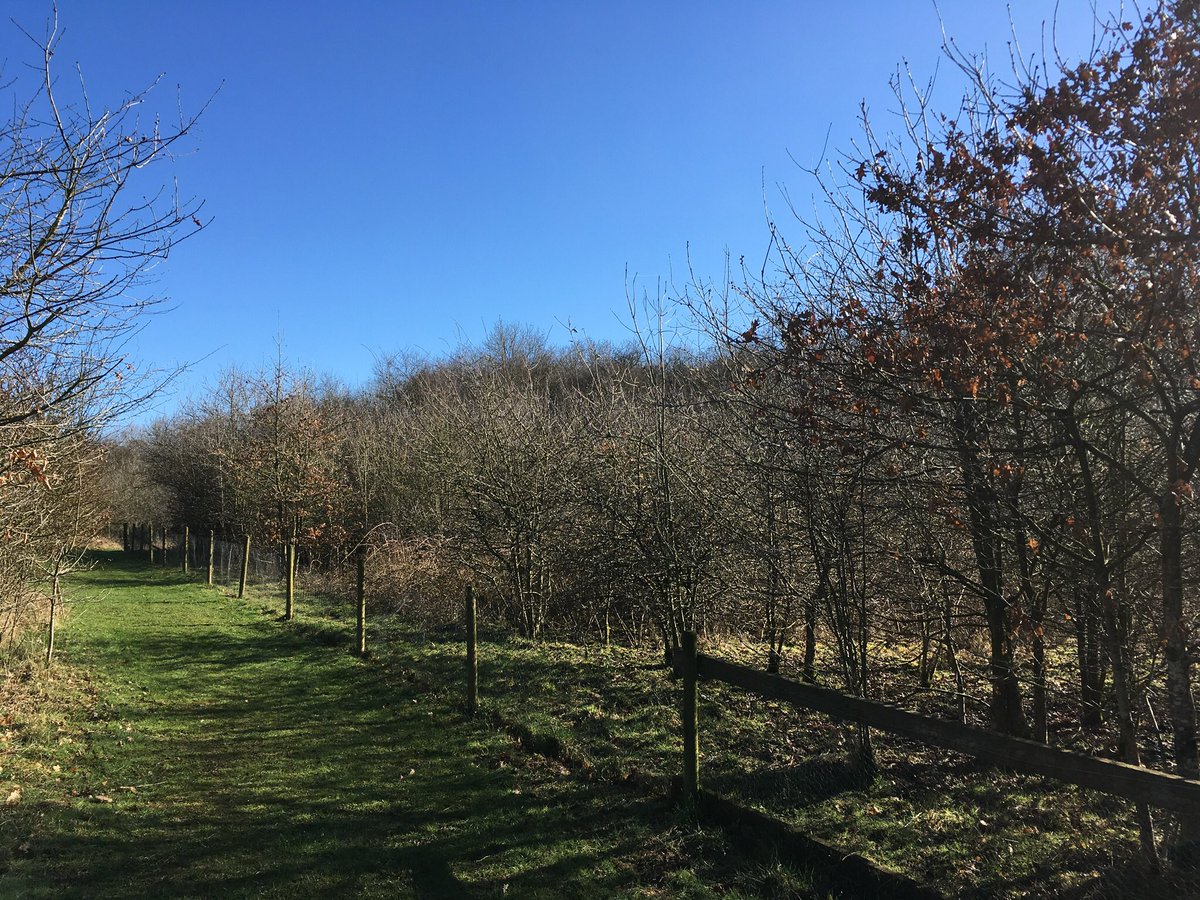 DeborahHolland3's tweet image. Finally it’s Spring time @StGeorgesPark @Hilton_SGP #muddyrun #runner