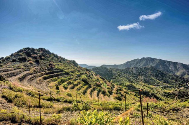 TweetaDean's tweet photo. Apart from the red dessert wine, apparently drunk by Richard the Lionheart, the wines of Cyprus have not been on many 'Go To' lists. That has all changed and a new generation of winemakers are making waves by re-discovering old grape varieties. Click here https://t.co/sKtqEgAuvb https://t.co/0eouUHppA4