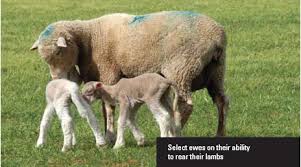 Vaccines12's tweet photo. Protection of ewes against Teladorsagia circumcincta infection in the periparturient period by vaccination with recombinant antigens....to know more...https://t.co/j4yDmdscKF https://t.co/nAhzfhRft2