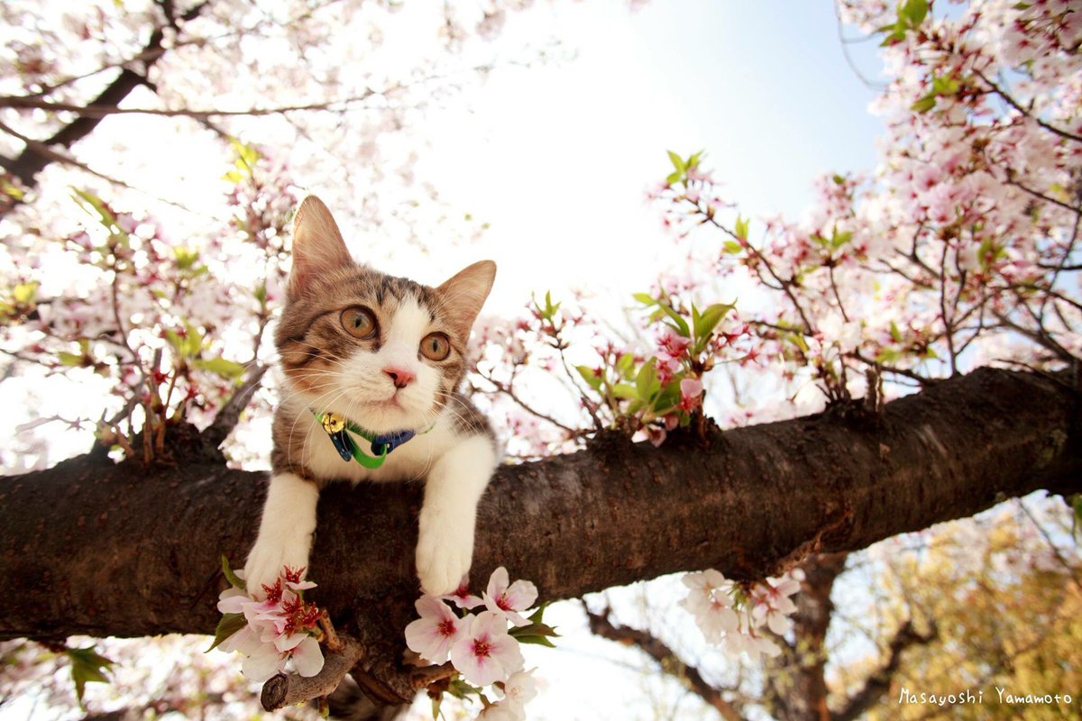 山本 正義 Masayoshi Yamamoto 立ち猫 Twitterren 桜猫 ねこ Cat 猫の太郎 猫 桜猫 猫色色