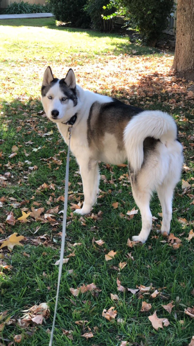 Timnado21's tweet image. Aspen you left so soon, idk what I’m going to do without you..I’ll be missing you more and more as the days go by #lovedyousomuch #imlost