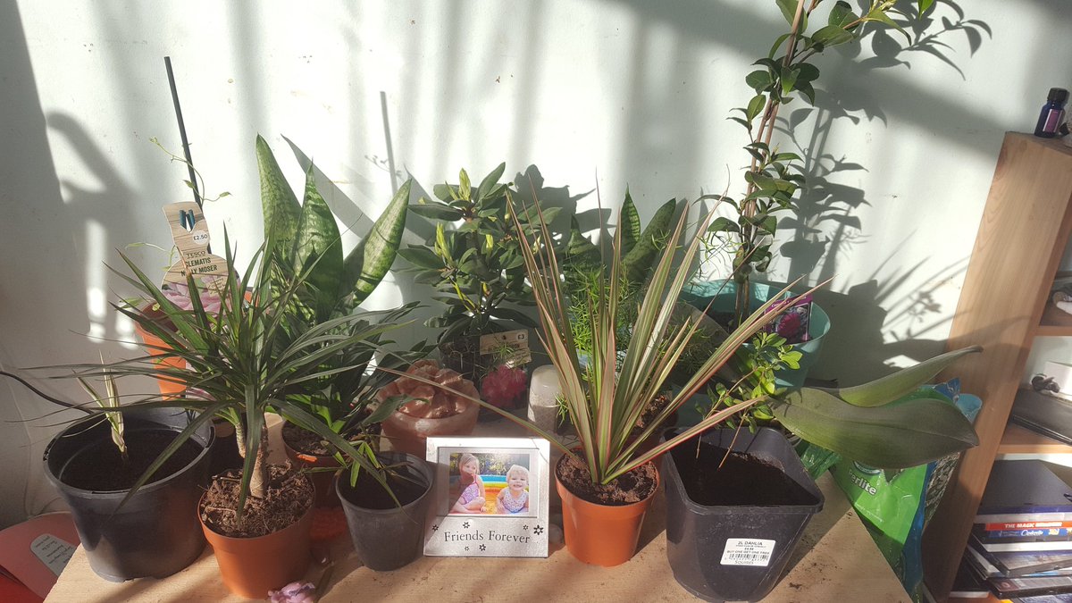 myameliarose's tweet photo. @PintSizeGardenr @Tesco Oh whats your username? Ill follow you 😎 and awh thanks ill check that out 💕 heres my indoor plants lol plus got loads in the garden 😂 https://t.co/x4lZF877JQ