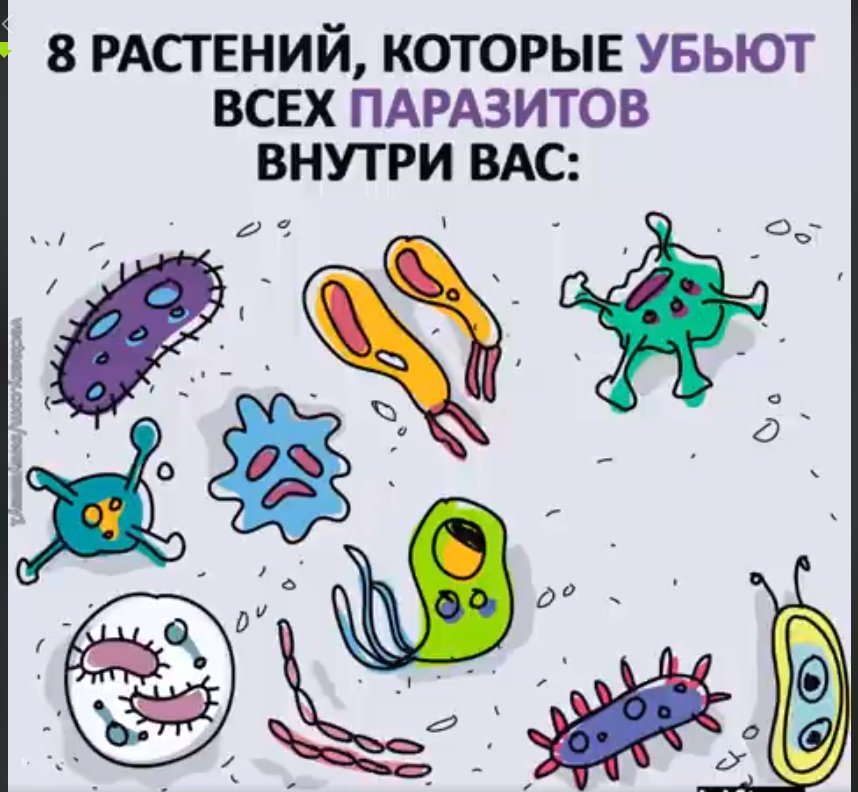 KaulaDharma's tweet photo. Lifter - 8 растений, которые убьют всех паразитов внутри вас:
https://t.co/PtqpAlekge https://t.co/dBq3oP9S7r