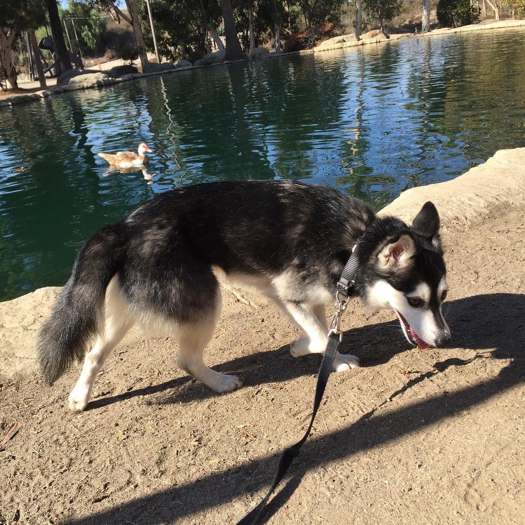 Please let me off leash so I can go bobbing for duckies 🦆