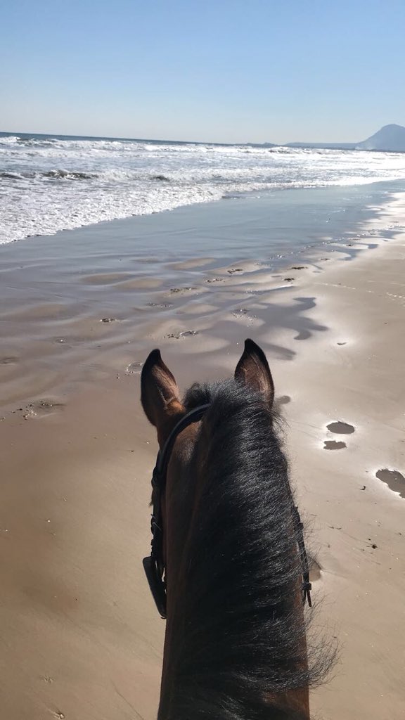 Home from a great show at MET III Oliva Nova Spain! #Showjumping