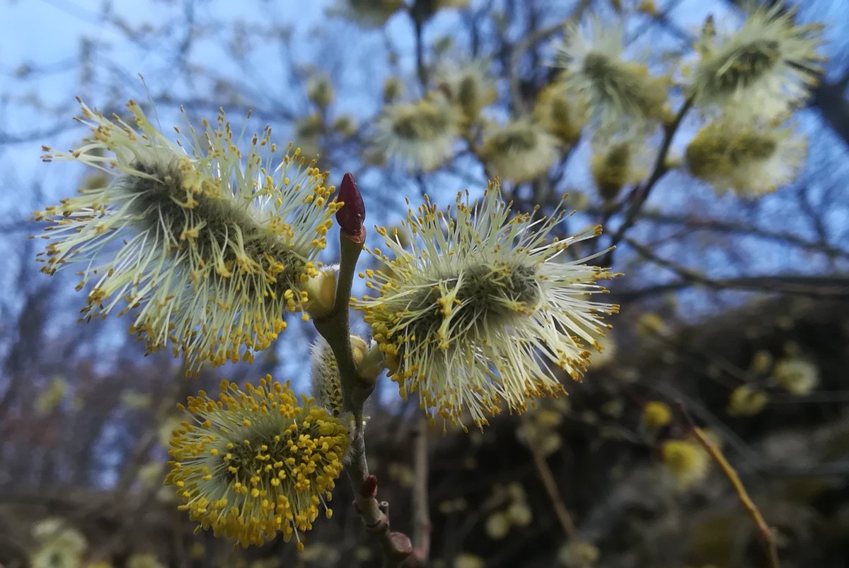 visitpallars's tweet photo. La Maria d’Embonui ens diu que els salzes (salenques)estan plens de gatets i gossets.😍😍 #florsdegatell🌱 #salenca #salze
Bon dia/Buenos días/good morning/Bonjour! #pallarssobira
#natura #primavera #visitpirineus #aralleida #catalunyaexperience https://t.co/icubRW4ffS
