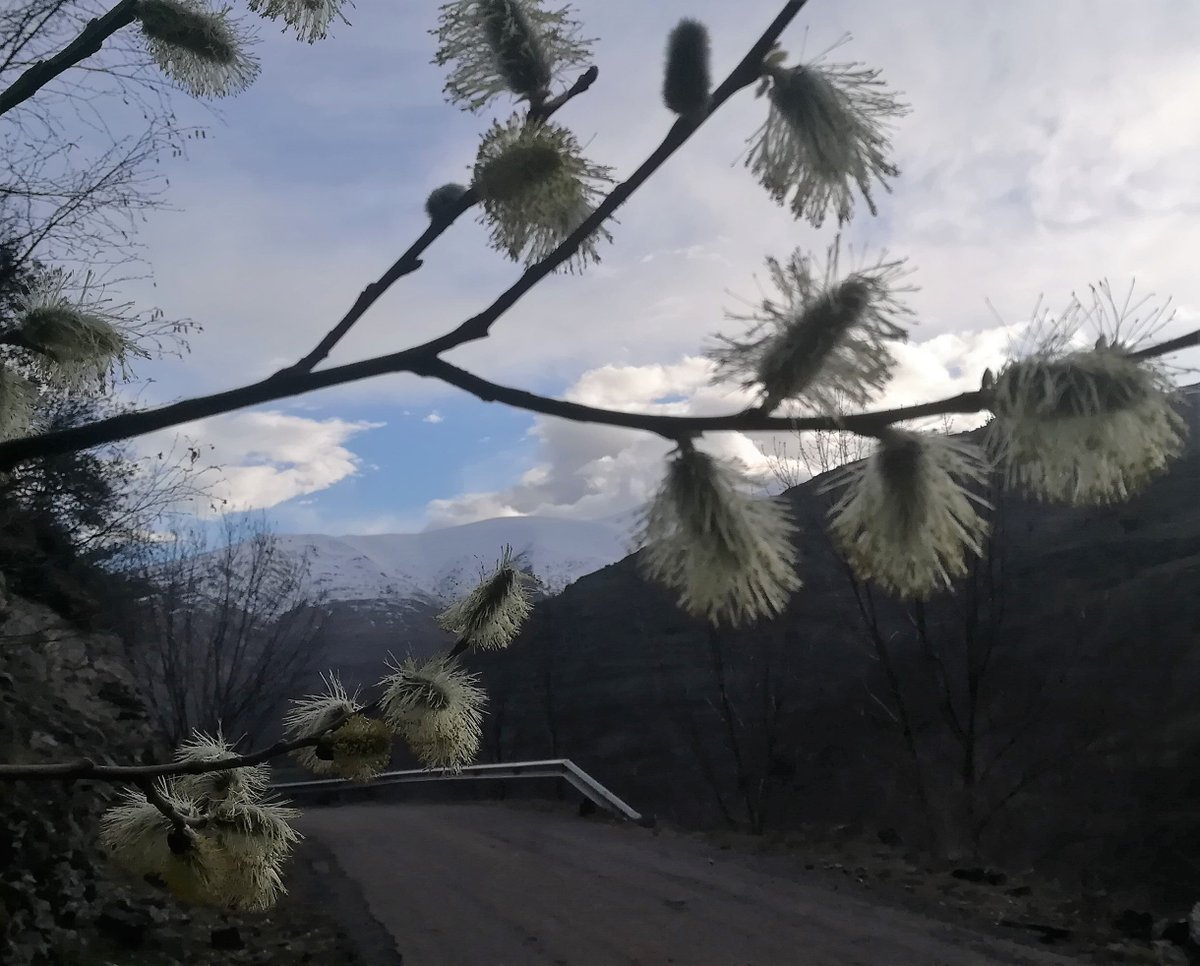 visitpallars's tweet photo. La Maria d’Embonui ens diu que els salzes (salenques)estan plens de gatets i gossets.😍😍 #florsdegatell🌱 #salenca #salze
Bon dia/Buenos días/good morning/Bonjour! #pallarssobira
#natura #primavera #visitpirineus #aralleida #catalunyaexperience https://t.co/icubRW4ffS