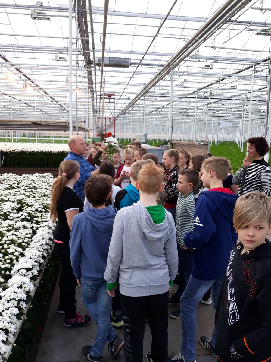 WestlandToerist's tweet photo. 4 april: Dag van de Westlandse Tuinbouw. Westland Toerisme heeft 70 leerlingen van het Kompas Maasdijk en de Blinkerd Monster ontvangen voor een rondleiding bij LMC Chrysanten (@zentoo_nl) https://t.co/q5hKaNlqSU