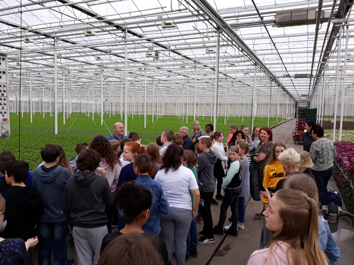 WestlandToerist's tweet photo. 4 april: Dag van de Westlandse Tuinbouw. Westland Toerisme heeft 70 leerlingen van het Kompas Maasdijk en de Blinkerd Monster ontvangen voor een rondleiding bij LMC Chrysanten (@zentoo_nl) https://t.co/q5hKaNlqSU