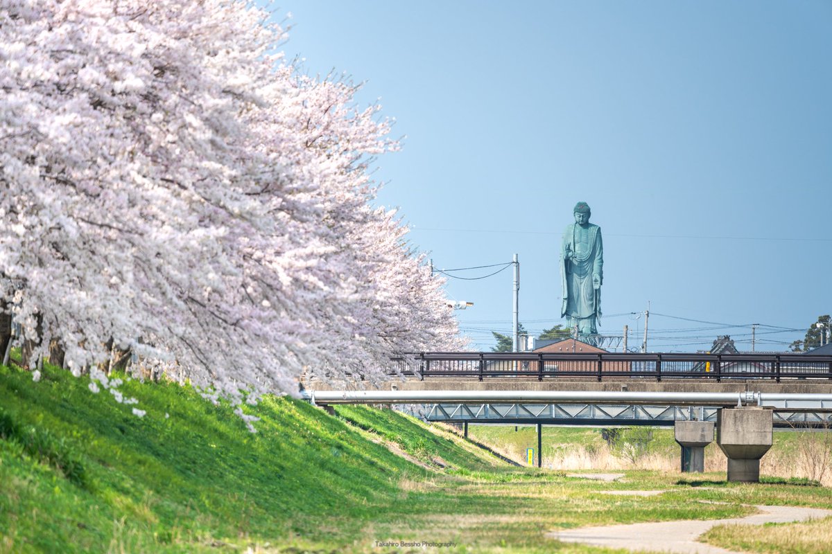 別所隆弘 Takahiro Bessho 振り返ればやつがいた 突然目にはいると ビクッとするレベルのデカさでした 滋賀県長浜市の大仏様 桜 長浜 滋賀 長浜びわこ大仏