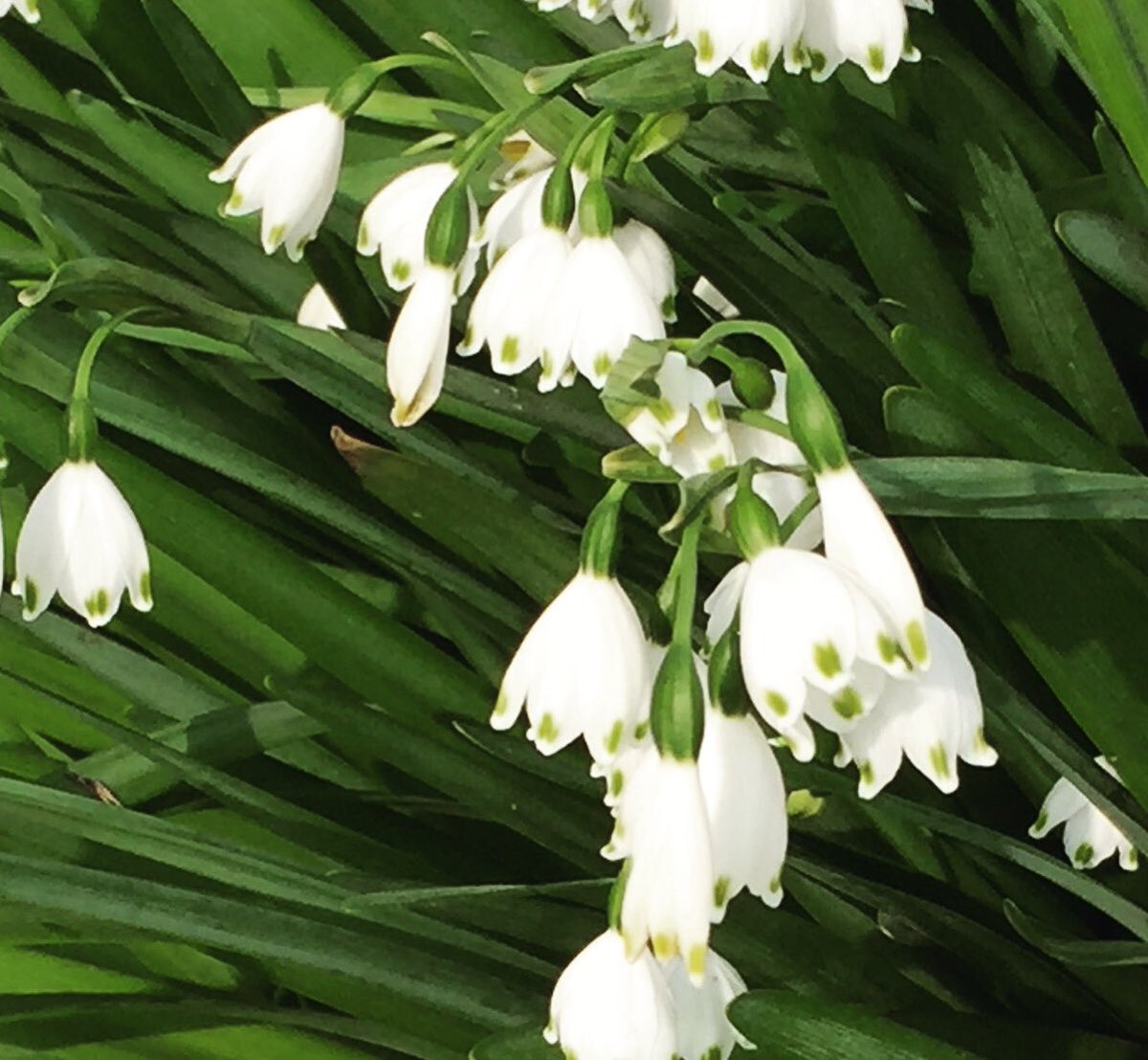 美しい花の画像 トップ100 すずらん 似 てる 花