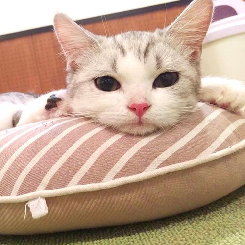 sendai_senpli's tweet photo. 【城野区 猫カフェ 音々猫】
https://t.co/HMS9qujtRj

音楽室のような空間で音と一緒に猫ちゃんと癒しのひと時を。
カフェだけのご利用もOK、ドリンク���フード、デザートなどのメニューが充実！

#仙プリ #センプリ #せんぷり #senpli #仙台 #sendai #城野区 #カフェ #猫カフェ #猫 #癒し #動物カフェ https://t.co/IqOX03giHK