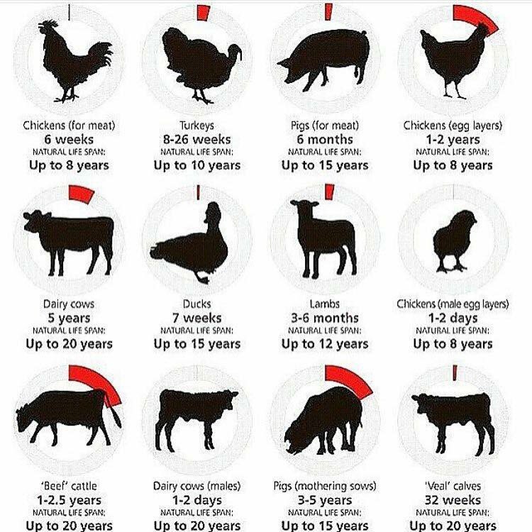 I A F On Twitter The Age Factory Farmed Animals Are Slaughtered Versus Their Natural Lifespan