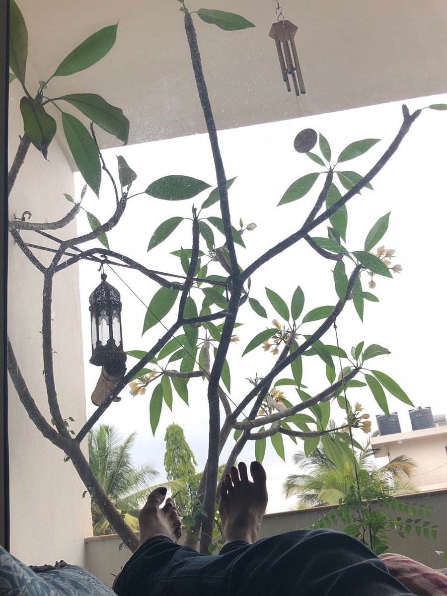 MayuriUpadhya's tweet photo. Book mode… on a #weekend!
This Champa tree is my favourite… I planted a seed when I came to my home and I call it my paradise... It comforts me... #Inspires me... holds me together and her #fragrance spreads all over. Look at her... she’s so beautiful!!!
#BookMode #ChampaTree https://t.co/Z7A8HOtrjK