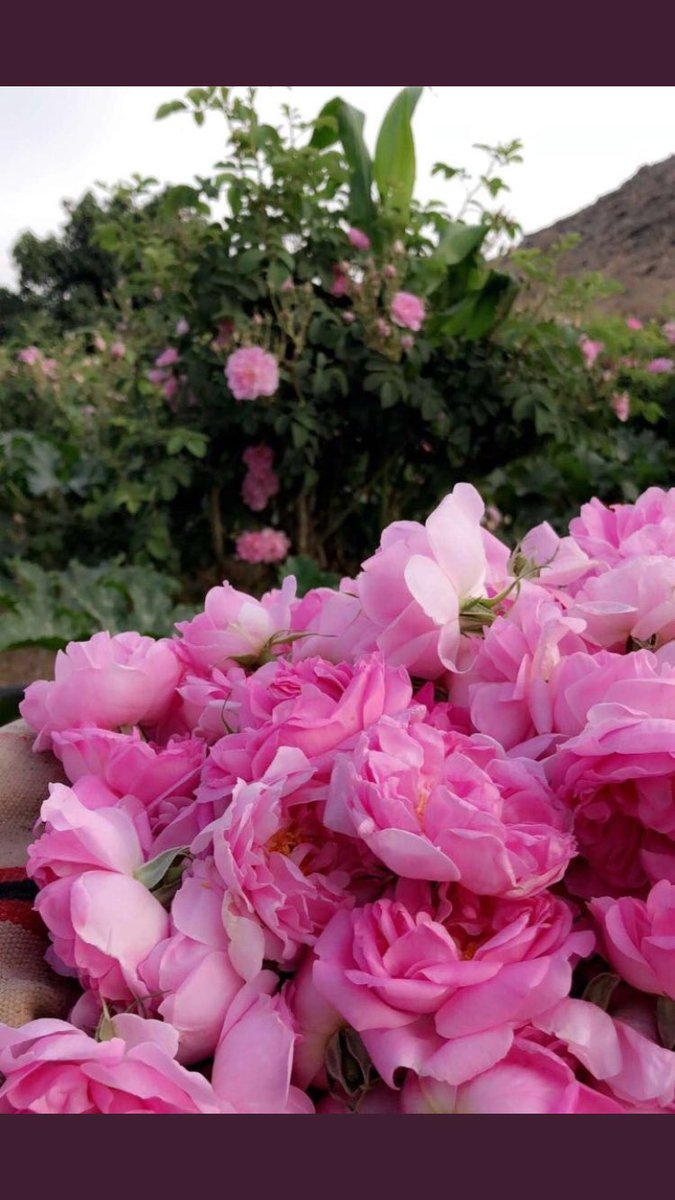 xxnr's tweet photo. ياصباح النشاط https://t.co/wkmKTT15Qr