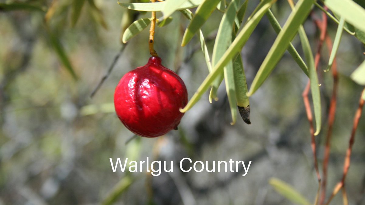 E__Jackson's tweet photo. Super excited to share @NACC_NRM video Warlgu Country, sharing Traditional Ecological Knowledge about this amazing #BushFood. #TEK https://t.co/pk9LIroZFM https://t.co/NKKiZPWax8