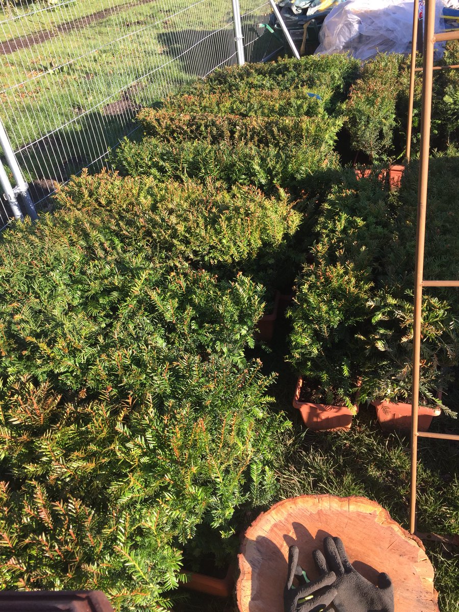 PamCreedGD's tweet photo. Yew hedges are enjoying the sunshine too. A big thank you to https://t.co/pSbKfPLxjc. https://t.co/XzmAxBBo4G