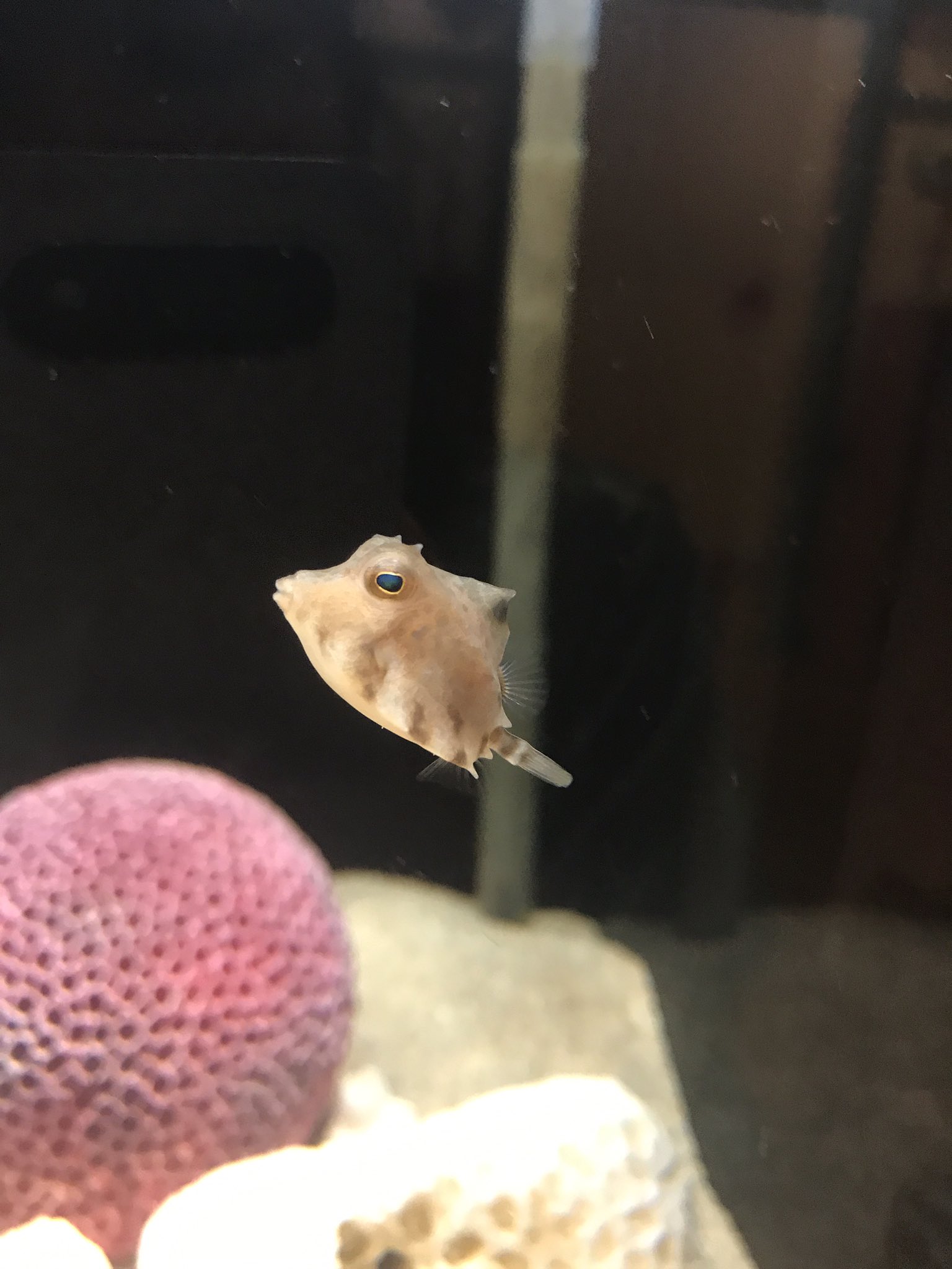 ট ইট র ヨコハマおもしろ水族館 赤ちゃん水族館 赤ちゃんのラクダハコフグです ふわふわしてて見てるだけで癒やされます 水族館 Aquarium ラクダハコフグ