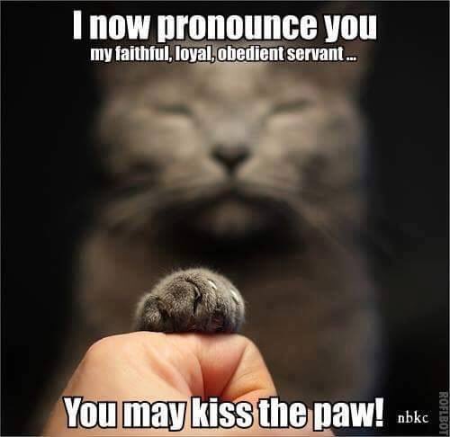 EddieBear Cat ♥️RIP Mr PatchyCat💔 tweet media