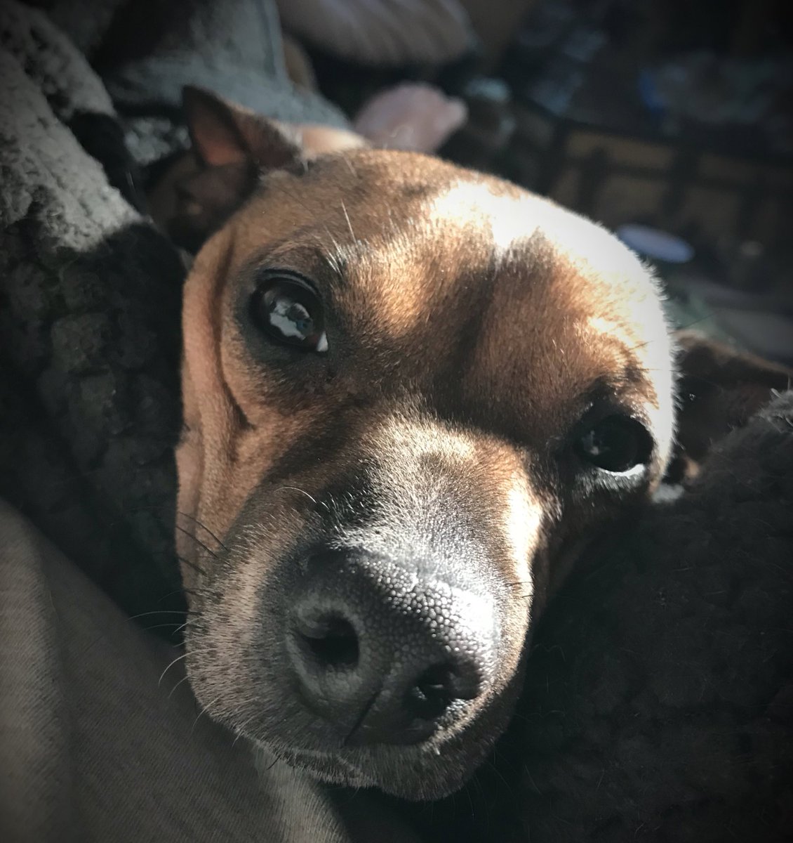 sarahanunn's tweet photo. 3:23 a.m.
Eli.
How can such a small dog have such huge farts?
🤔
#deepthoughts #dogsomnia #rescuedog #chiweenie #AdoptDontShop #dogsofTwitter #dogsarelove https://t.co/M7NTmcm0c7
