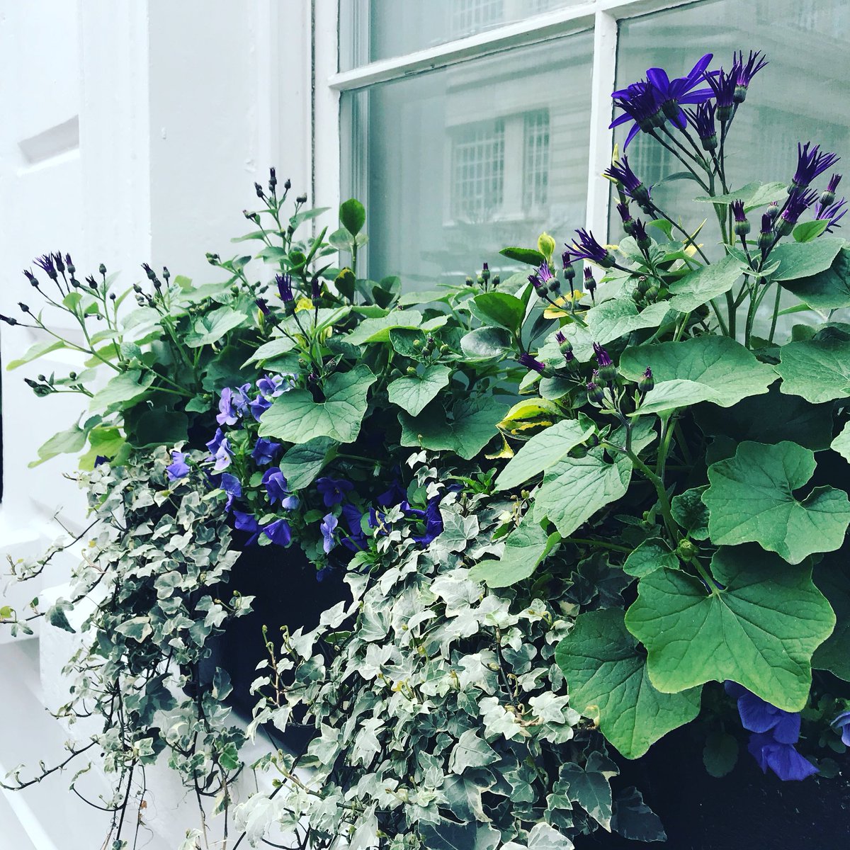 EllenMaryGarden's tweet photo. Some awesomely pretty window containers 💜💚 #london #city #greeningitup https://t.co/vx8F8qq1wE