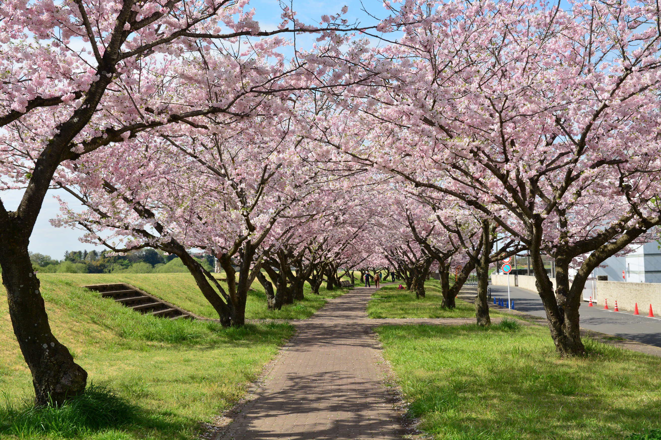 Uzivatel 小山市 Na Twitteru 小山市内 思川桜 が満開です 写真は 白鴎大学 大行寺キャンパス 東側 思川沿いの桜並木 小山 市原産の桜で メイヨシノと八重桜の中間の時期に淡い紅色の可憐な花が咲き 枝ぶりもやわやわと優しいのが魅力 小山市 栃木県 開運