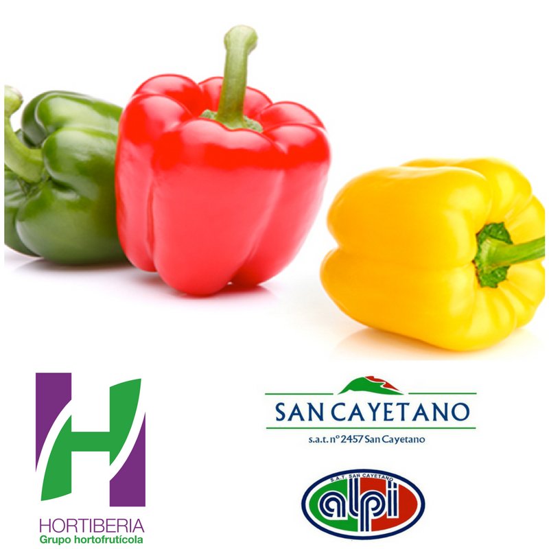 Hortiberia's tweet photo. Ya ha comenzado la campaña de #pimiento en #Murcia y en Hortiberia tenemos la suerte de contar con uno de los mayores productores de la Región, nuestro socio @alpisancayetano. https://t.co/8nn8OdpU7D