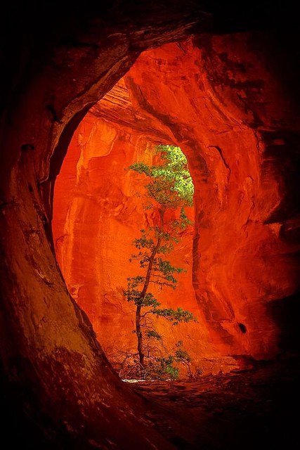 LifesEarth's tweet photo. Tree in Boynton Canyon, Sedona, Arizona https://t.co/MPs2JlG4Ax