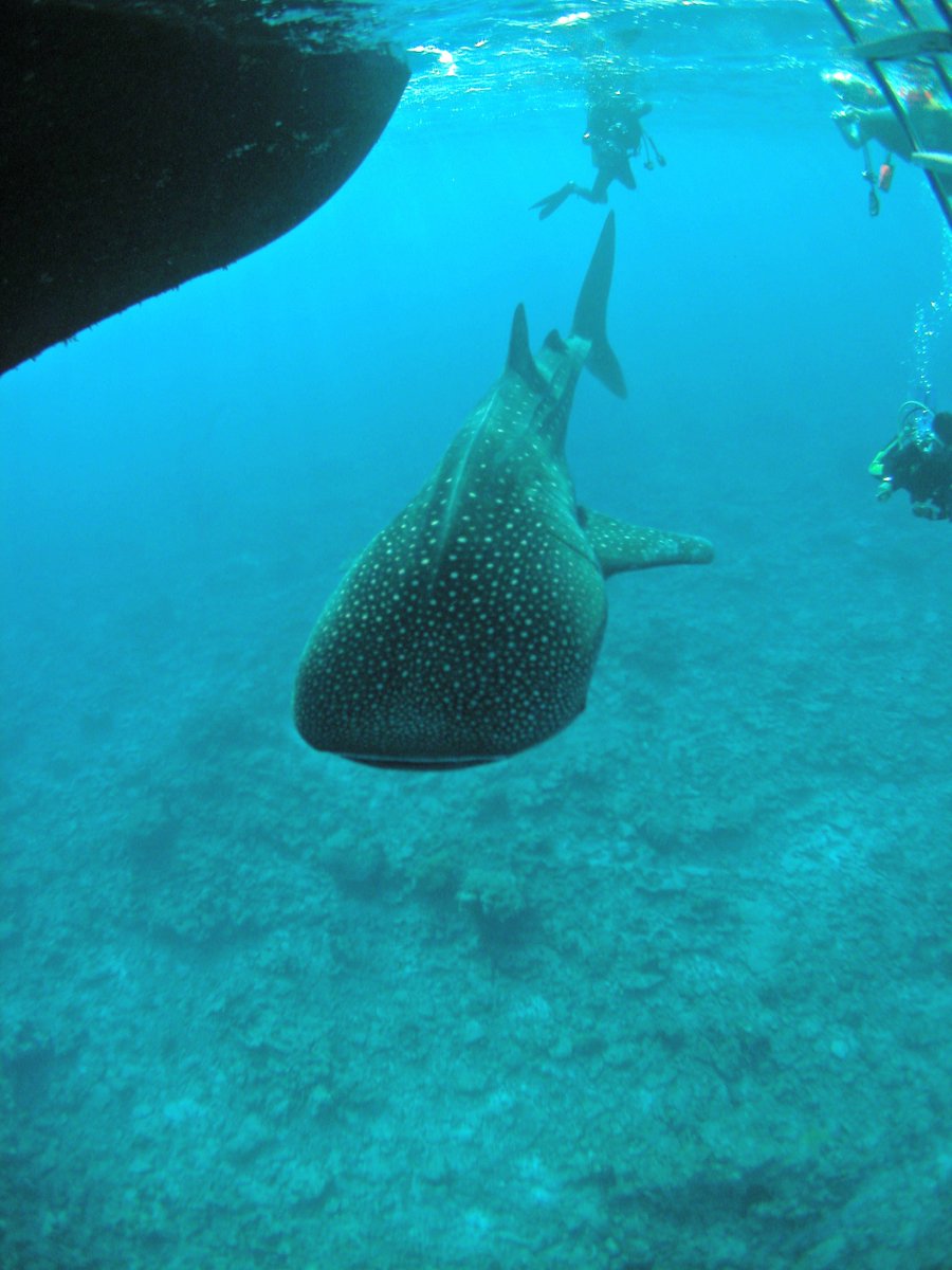 BackpackersM's tweet photo. Now imagine yourself jumping in the warm water and diving with giant whale sharks 🐋🦈
https://t.co/FaEJ2xCvQD
https://t.co/9eDyAb3wHp
#Maldives #WhaleShark #Cruise #Cruising #ScubaDiving #Snorkelling #Underwater #ScubaSpa #Corals #Reef #holidays #BudgetCruise #Diving #Padi https://t.co/WewvrHG3Nh