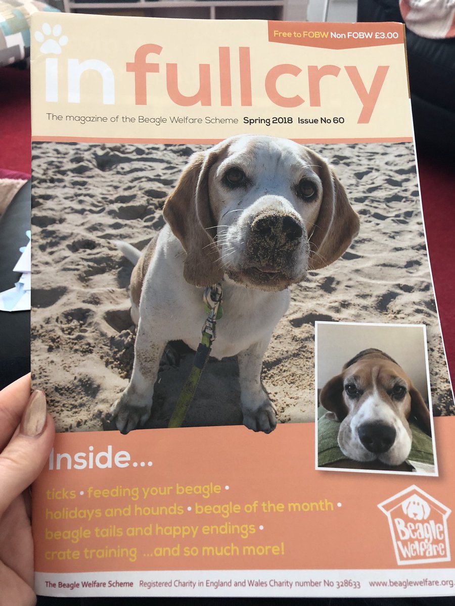 Gemmsi_lou's tweet photo. Massive thanks to @BeagleWelfare for featuring our story in #infullcry about how my #beagle found me love! Nala might be a nutter but she’s a good ‘en! #lovestory #Nala #Milo https://t.co/THkpqooMjo