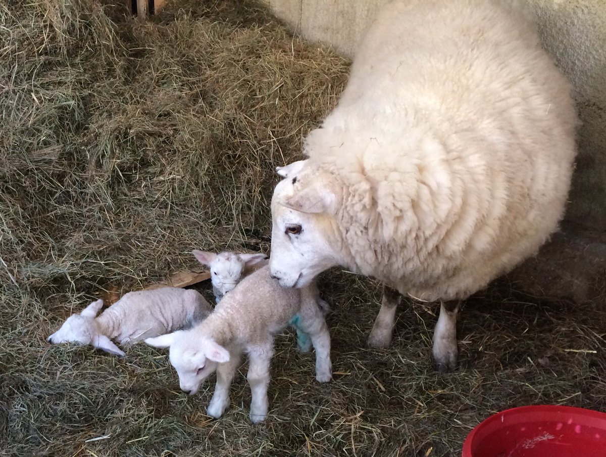 RuthDoyleWriter's tweet photo. Texel ewe with beautiful triplets #lambing2018 #kent #sheep @minimotleyfarm @Ighthamlamb https://t.co/SNebSArsKw