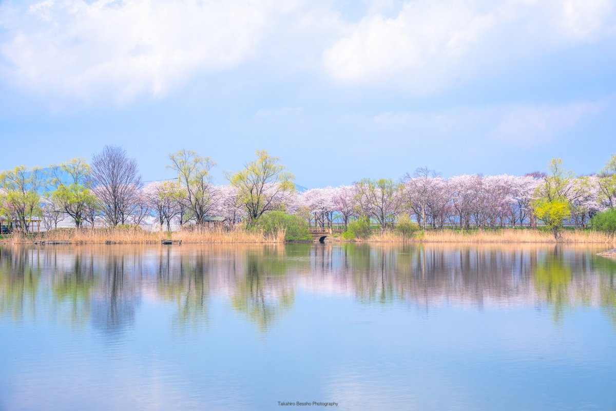 別所隆弘 Takahiro Bessho 関西は大体今日の雨で満開の桜は終わったと思いますが 滋賀県北部の長浜にはまだ美しい場所が沢山残っています 日曜は天気も回復するので ぜひ 1 野田沼 2 白山神社 3 早崎ビオトープ 横の川 4 姉川古戦場 桜 滋賀 長浜