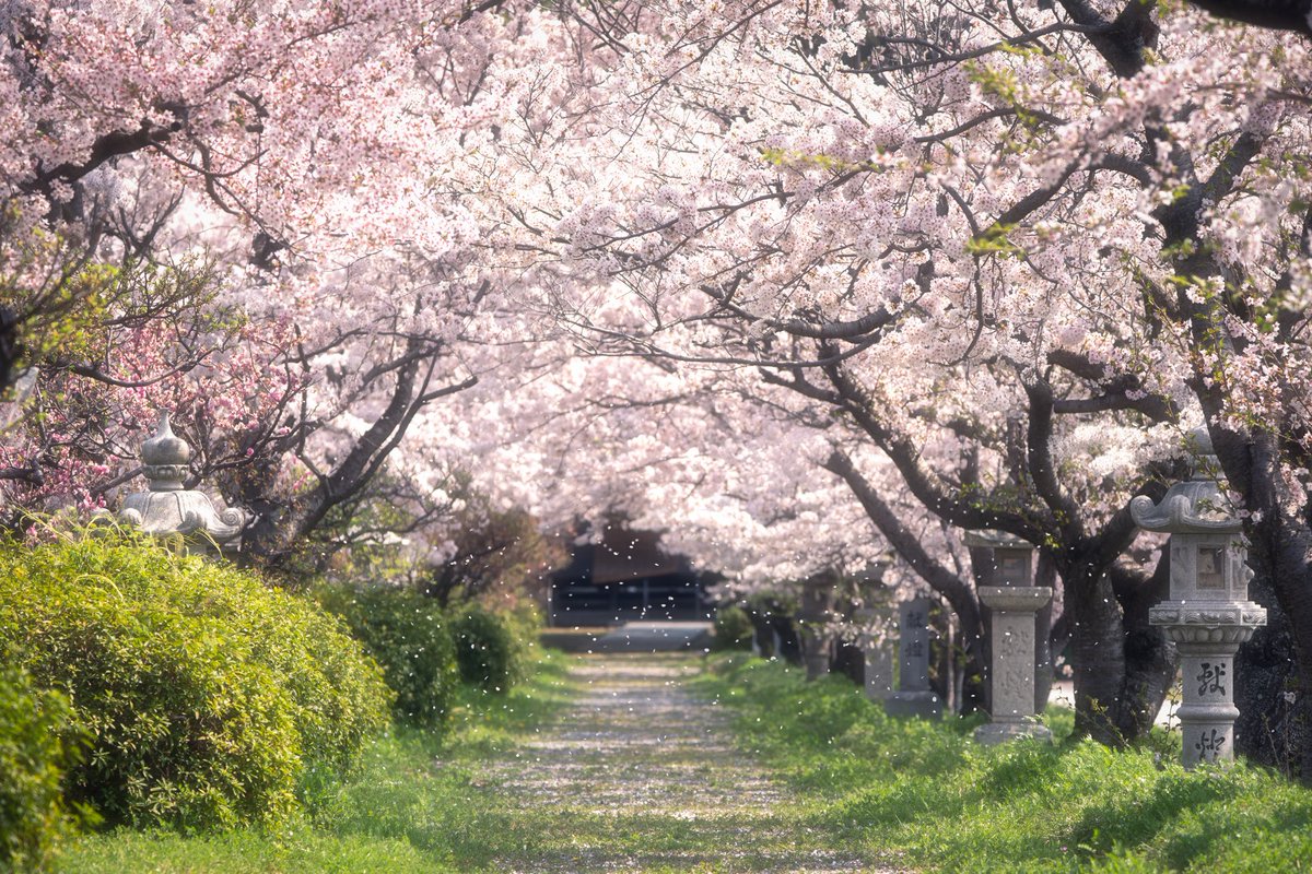 別所隆弘 Takahiro Bessho 関西は大体今日の雨で満開の桜は終わったと思いますが 滋賀県北部の長浜にはまだ美しい場所が沢山残っています 日曜は天気も回復するので ぜひ 1 野田沼 2 白山神社 3 早崎ビオトープ 横の川 4 姉川古戦場 桜 滋賀 長浜