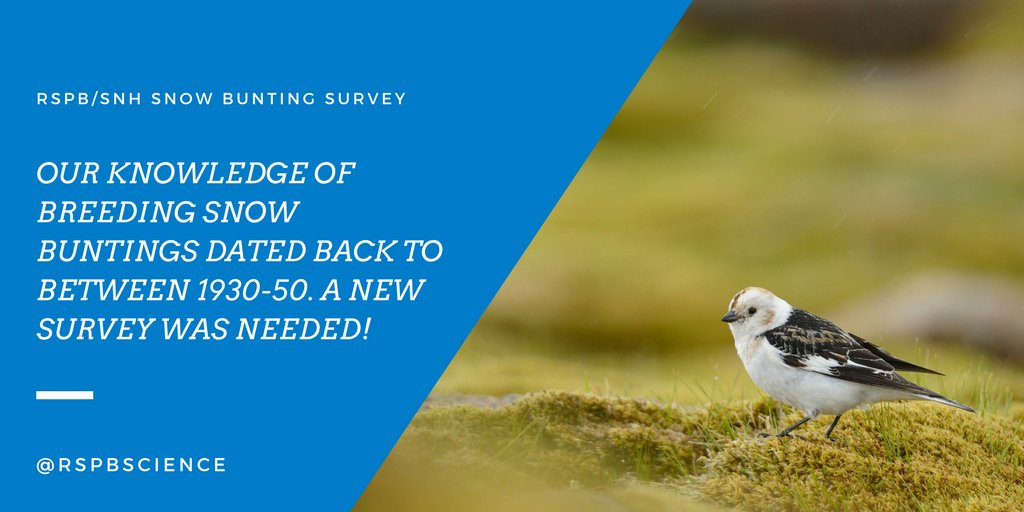 RSPBScience's tweet image. NEW BLOG: @DBHayhow and @ajstanbury explain why a snow bunting survey was needed and the challenges faced in surveying a bird that lives at the top of the UK&apos;s highest mountains: bit.ly/2Em1Q6m @SNH_Science