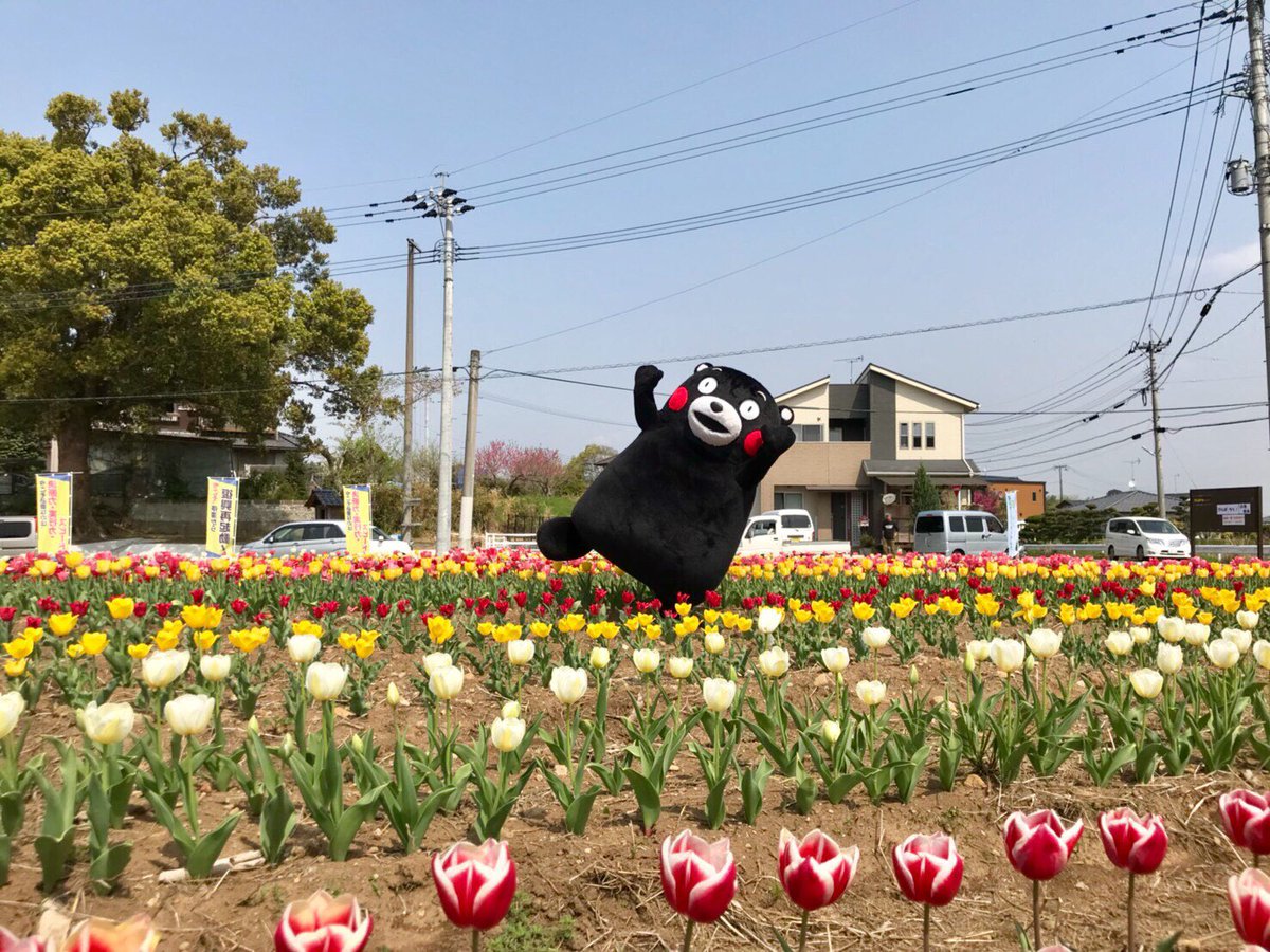 くまモン 公式 先日 被災地に花を咲かせよう プロジェクト開花イベントに 行ってきたモン チューリップ畑ばお友達と散策したモン みんなボクについてきてはいよ 熊本がもーっと元気になるようにこれからもがまだすモーン