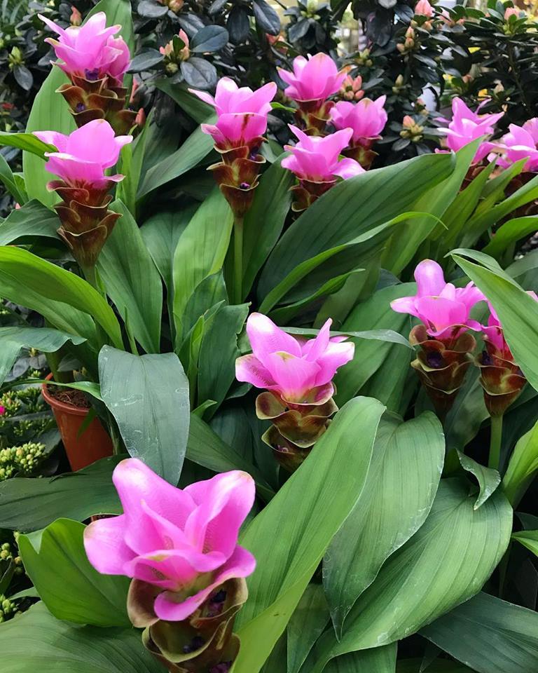 🌸 La #curcuma , che noi conosciamo come #spezia , viene ricavata dalla #radice tuberosa di questa #pianta .☀️ in #Italia è adatta soprattutto come pianta da #appartamento , da coltivare all’esterno soltanto durante la bella #stagione