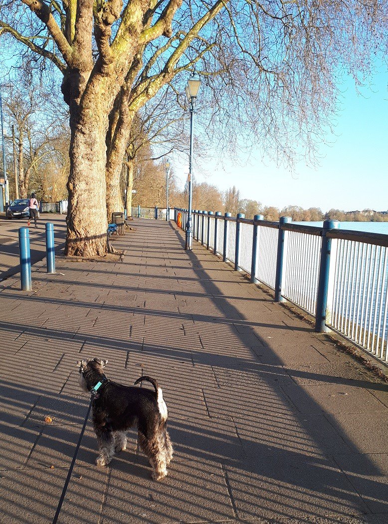 KF_SWLondon's tweet photo. #Spring has finally sprung! A beautiful sunny #morning walking along the #Thames in #Putney #SW15 ππ» #MorningMotivation #londonlife #localagent #KFBarnes https://t.co/UYZ61EFxWi
