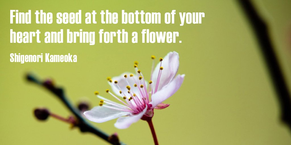 skygobuy's tweet photo. Find the seed at the bottom of your heart and bring forth a flower. - Shigenori Kameoka #quote #ThankfulThursday #SkyGoBuy https://t.co/IxqmYtQona