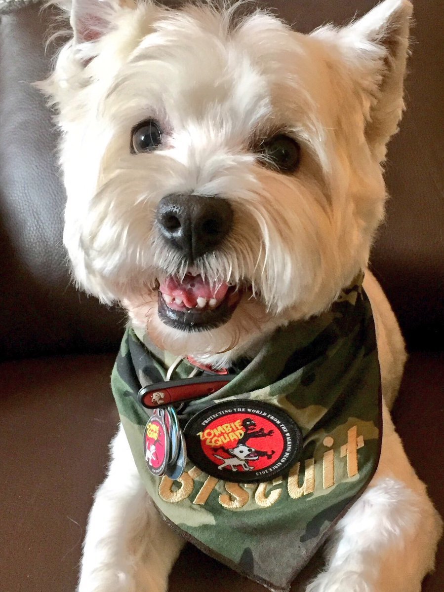 WestieBiscuit's tweet photo. 😃 WE...ARE...ZOMBIESQUAD! 🧟‍♂️ Shout it loud and proud 👍🏼 Zombiesquad Forever, Let me hear your RaaAAAA! 👊🏼  #ZSHQ https://t.co/7H0Aa6cZuw