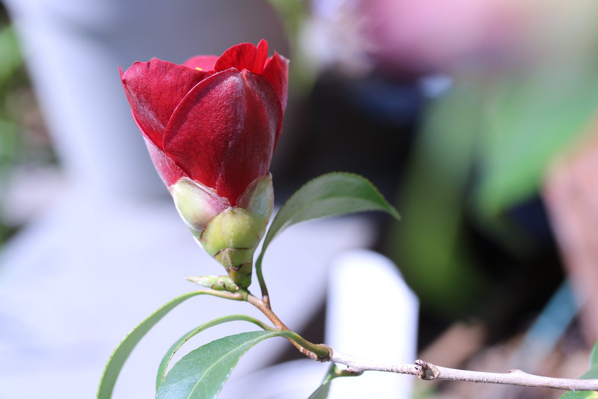 Yoko Ito در توییتر ワビスケ 侘助が咲いた 深紅の椿 全開しない花もいいね 花 椿 ワビスケ 侘助