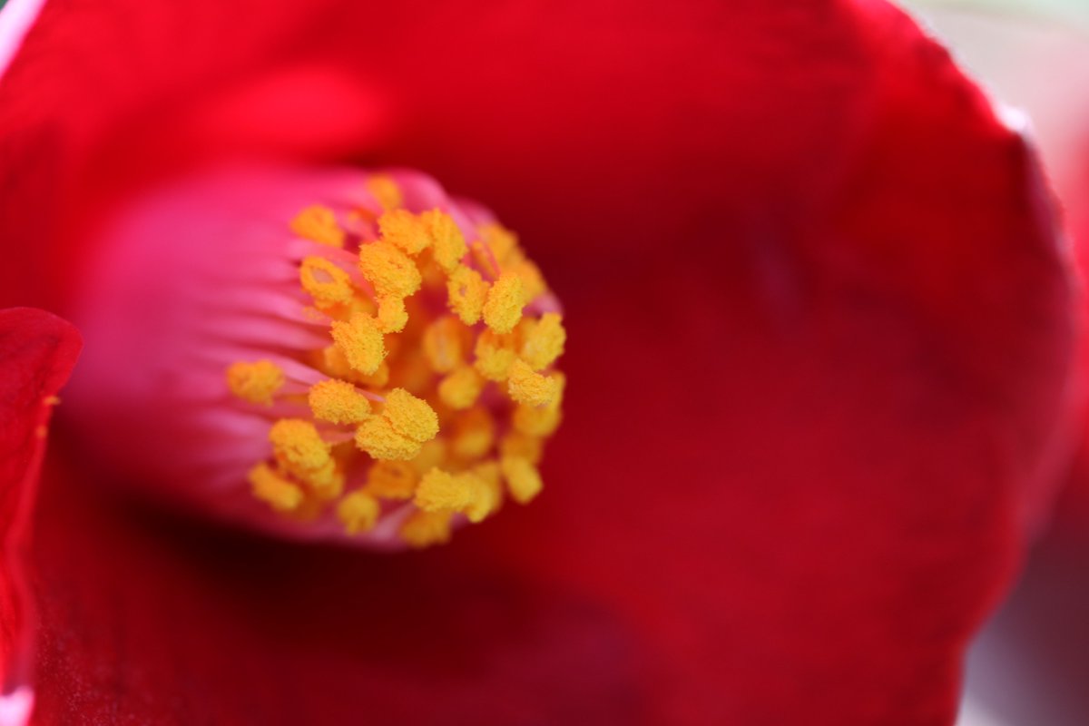 Yoko Ito در توییتر ワビスケ 侘助が咲いた 深紅の椿 全開しない花もいいね 花 椿 ワビスケ 侘助