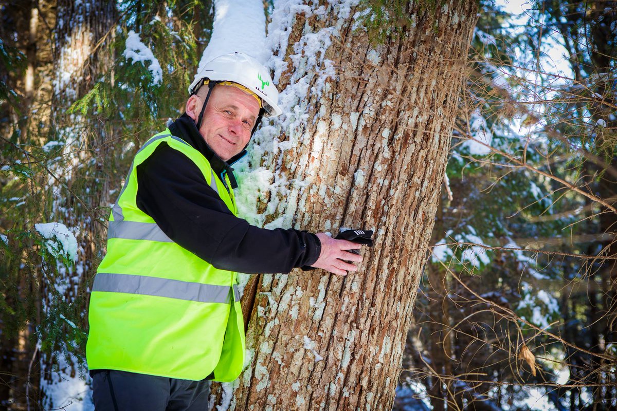 tuuliaisensaati's tweet photo. Mikä puu? No sehän on metsälehmus säätiön mailla Lemin Uimilla. Oikea emopuu, jolla iso joukko poikasia. Metsän harvennus on käynnissä, jotta lehmuksille tulee elämän valoa. Sitten metsä suojellaan ikiajoiksi.
#tuuliaisensaatio #lemi #saatio #suojelu #luonnonsuojelu #metsa https://t.co/I7jRbYaNZP